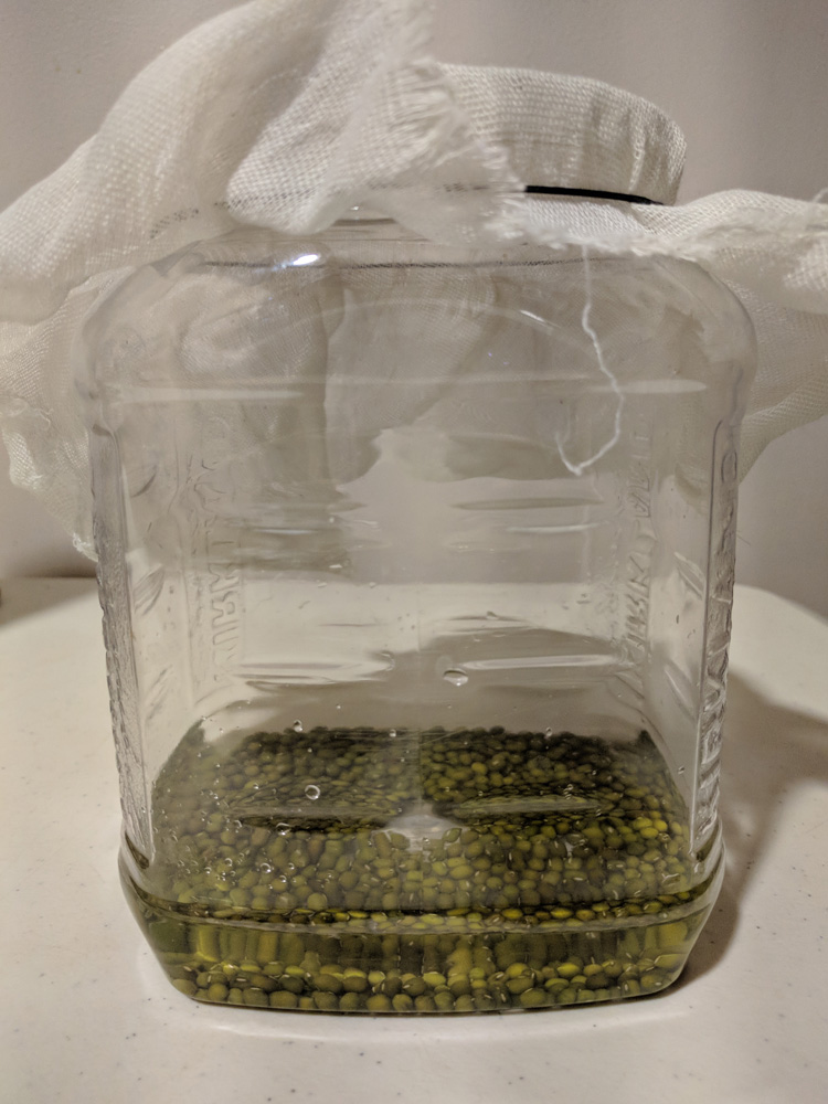 Mung bean in sprouting jar