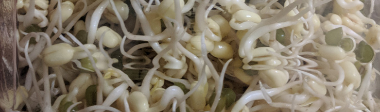 Mung Bean Sprouts Grown at Home